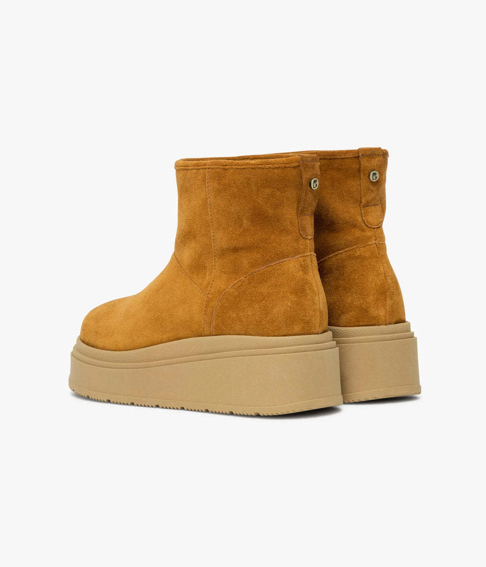 Camel